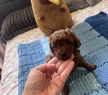 Poodle apricot Toy