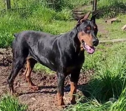Perros en Venta Talca Talca - Fotos de Doberman macho y hembras
