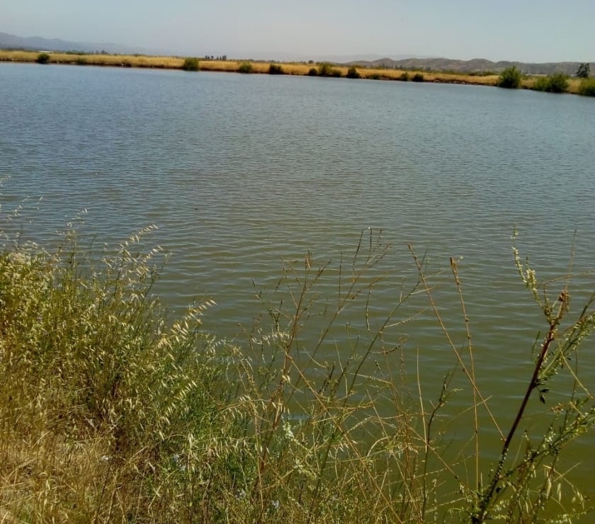 Venta de Haciendas Ñuble Chillán - Fotos de VENDO 500 ha planas de riego Ñuble