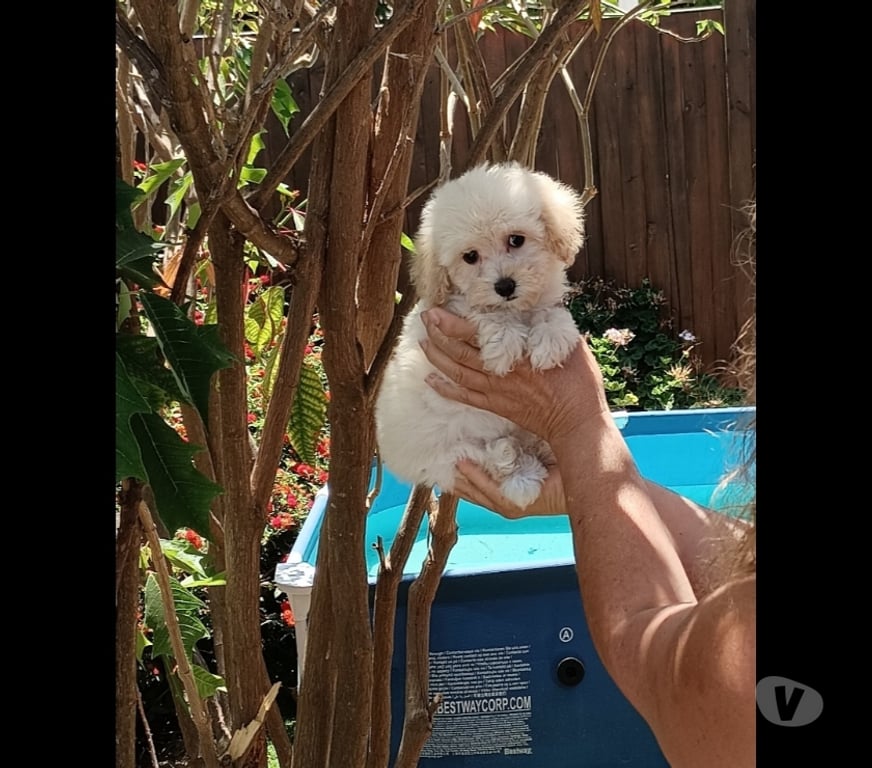 Gatos en Venta Valparaíso Villa Alemana - Fotos de Hermoso cachorrito poodle