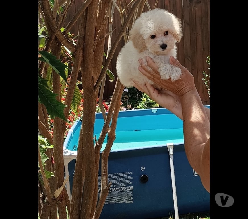 Gatos en Venta Valparaíso Villa Alemana - Fotos de Hermoso cachorrito poodle