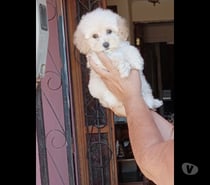 Hermoso cachorrito poodle