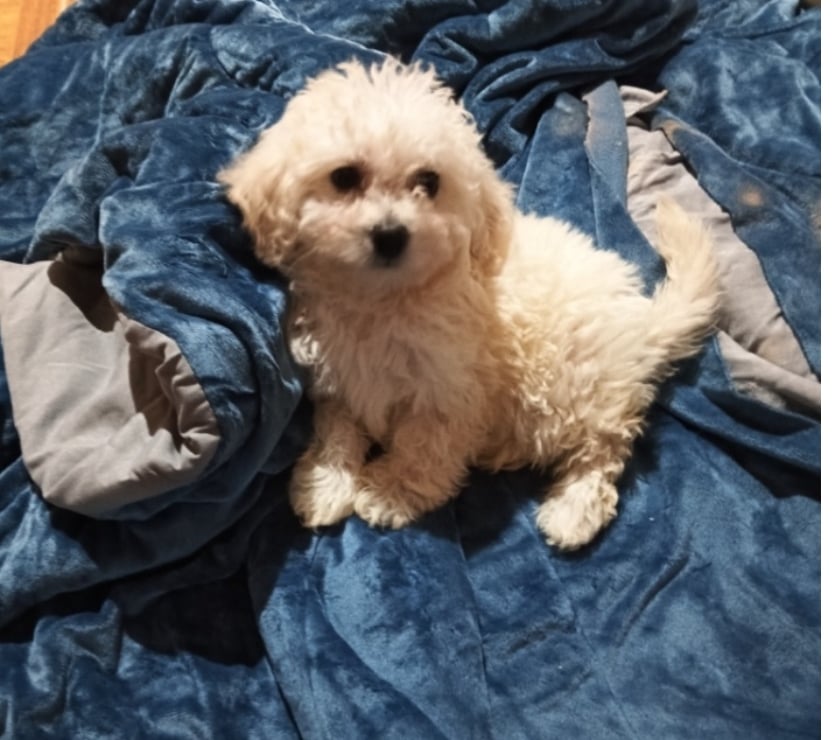 Bello cachorrito Poodle