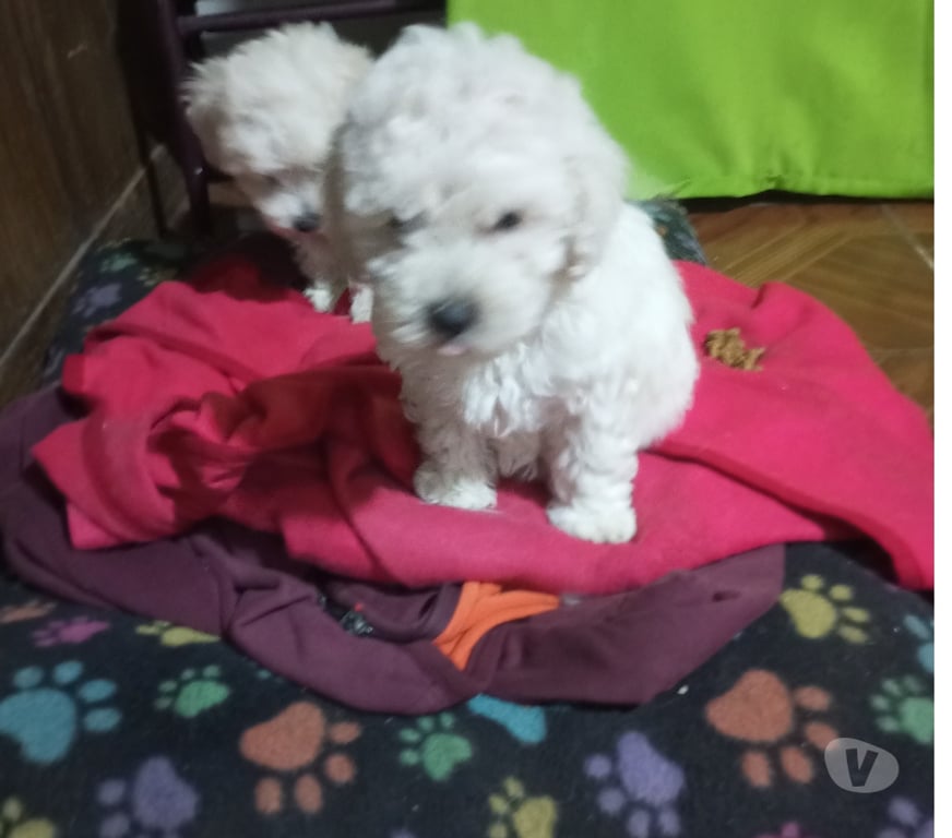 Gatos en Venta Santiago Estación Central - Fotos de Poodle toy hembras