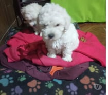 Poodle toy hembras