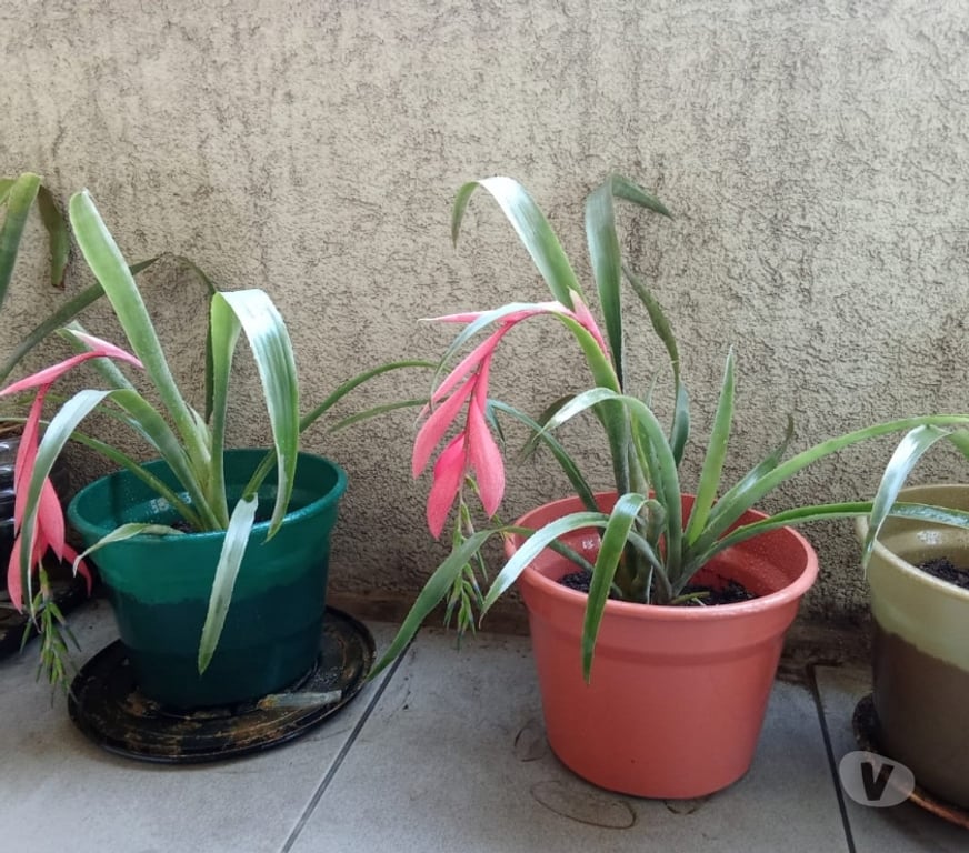 Insumos Agrícolas Santiago Santiago - Fotos de Vendo planta Lagrimas de la Reina
