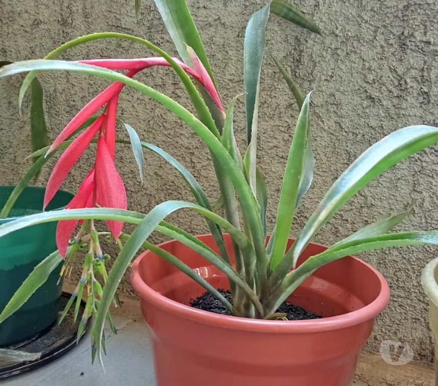 Insumos Agrícolas Santiago Santiago - Fotos de Vendo planta Lagrimas de la Reina