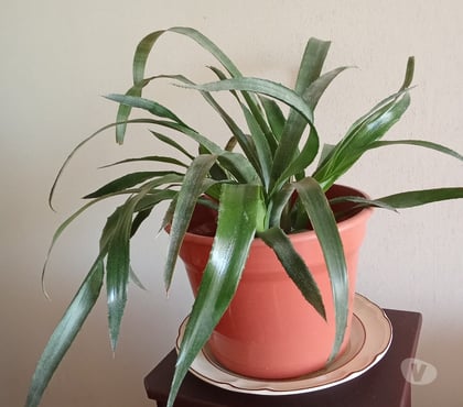 Alambrados para Campo Santiago Santiago - Fotos de Vendo planta Lagrimas de la Reina