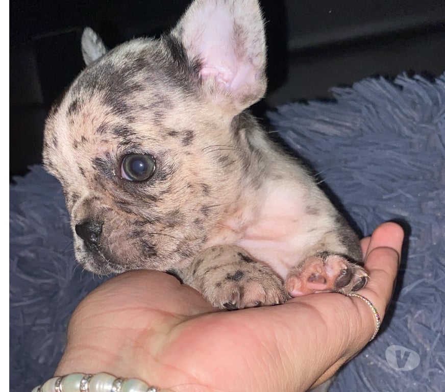 Gatos en Venta Santiago Lo Prado - Fotos de Hermosas bulldog francés hembras
