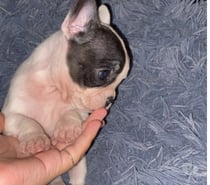 Hermosas bulldog francés hembras