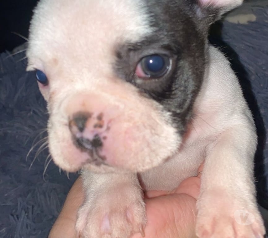 Gatos en Venta Santiago Lo Prado - Fotos de Hermoso cachorro bulldog francés