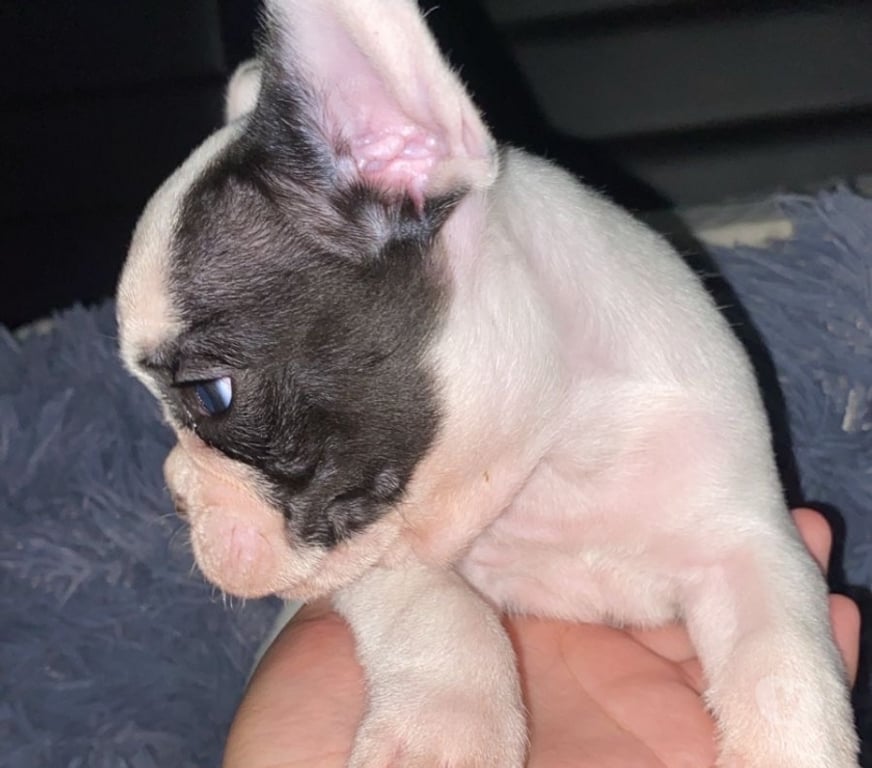 Gatos en Venta Santiago Lo Prado - Fotos de Hermoso cachorro bulldog francés