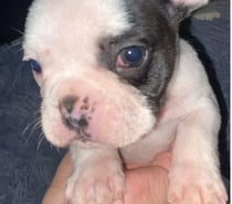 Hermoso cachorro bulldog francés