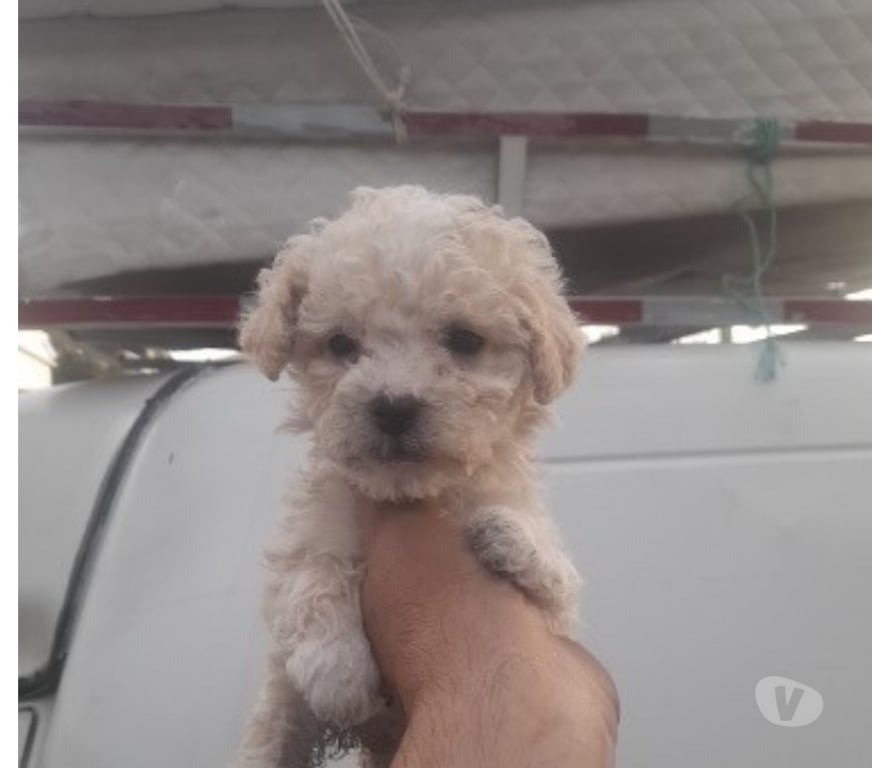 Gatos en Venta Santiago El Bosque - Fotos de cachorrita poodle toys miniatura