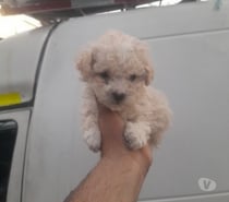 cachorrita poodle toys miniatura