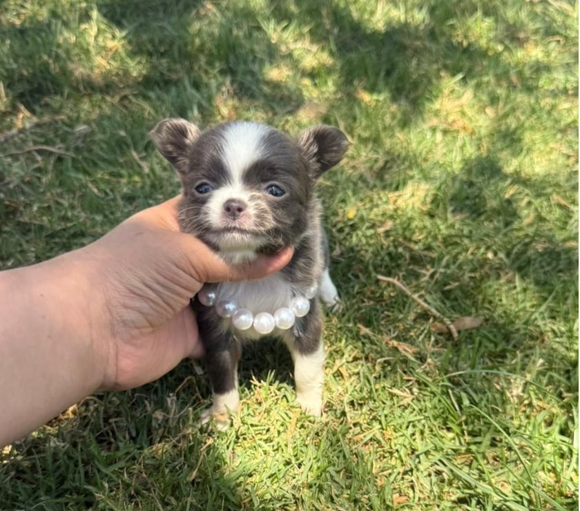 Gatos en Venta Talagante Peñaflor - Fotos de Hermosas chihuahuas pelito largo y pelito corto