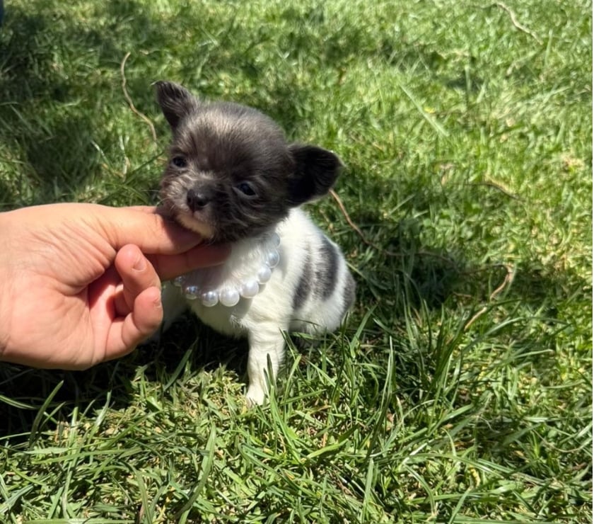 Gatos en Venta Talagante Peñaflor - Fotos de Hermosas chihuahuas pelito largo y pelito corto