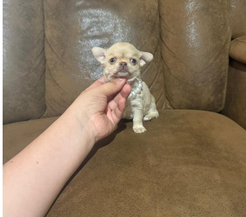 Hermosas chihuahuas pelito largo y pelito corto
