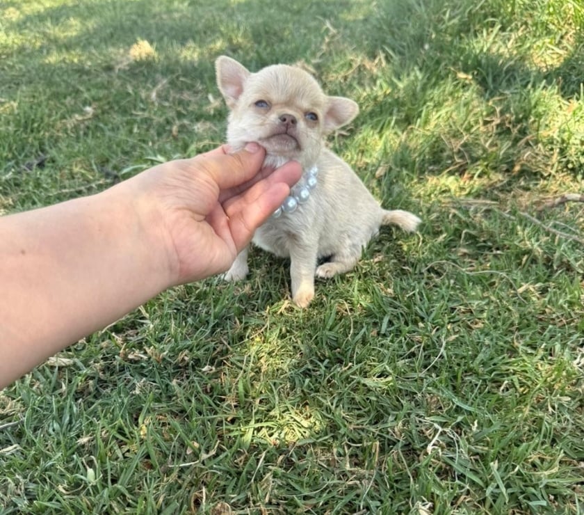 Gatos en Venta Talagante Peñaflor - Fotos de Hermosas chihuahuas pelito largo y pelito corto