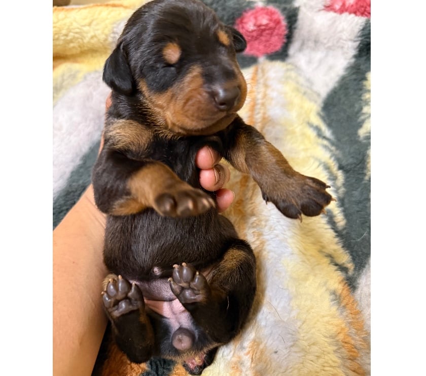 Gatos en Venta Elqui Conquimbo - Fotos de Doberman camada café negro