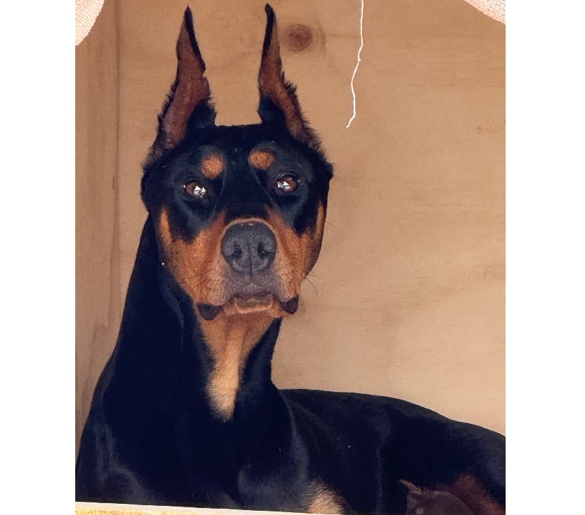 Doberman camada café negro