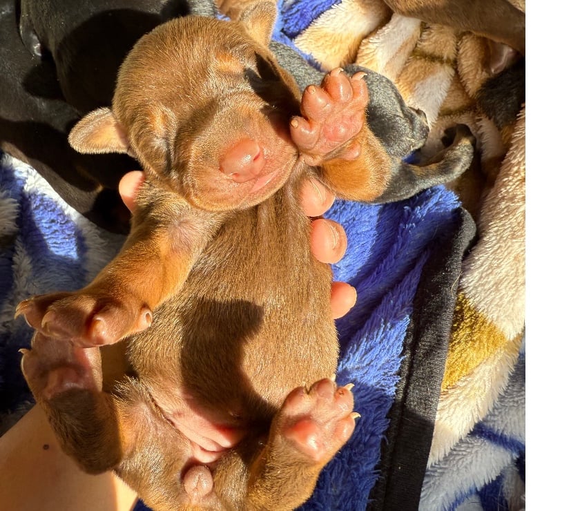 Gatos en Venta Elqui Conquimbo - Fotos de Doberman camada café negro