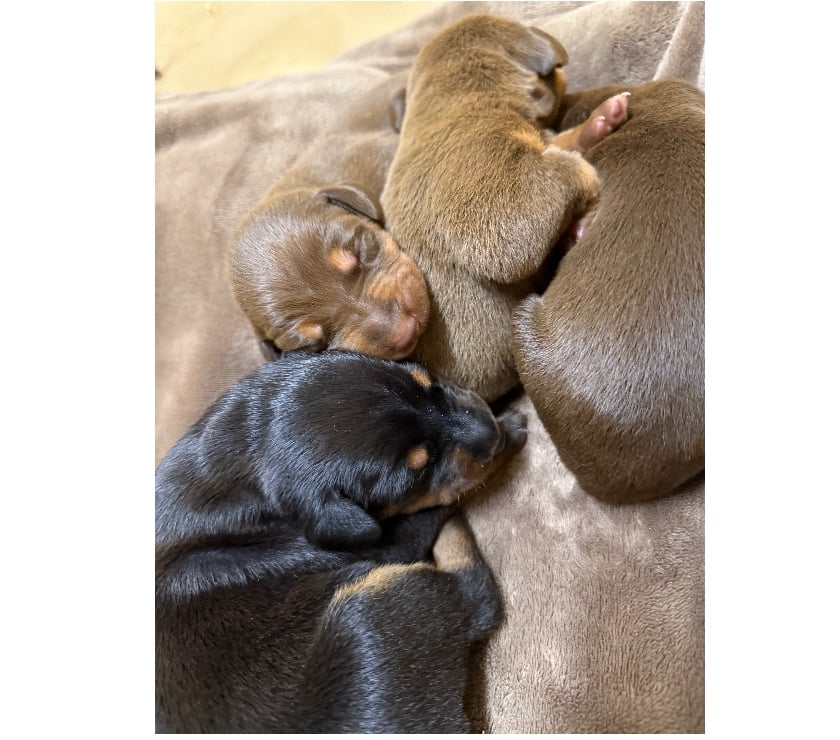 Gatos en Venta Elqui Conquimbo - Fotos de Doberman camada café negro