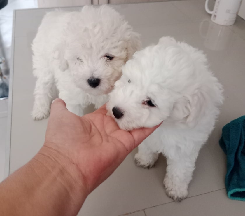 Cachorros podle toy