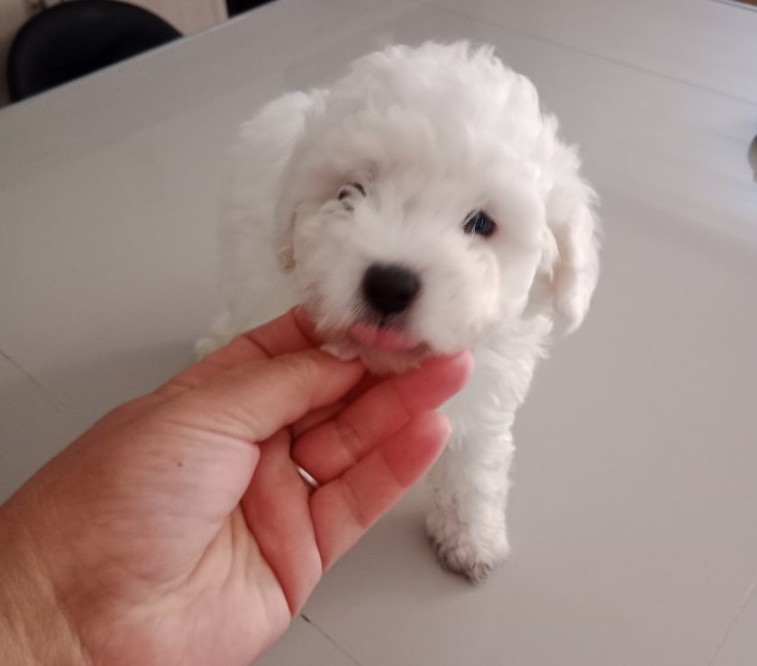 Gatos en Venta Santiago Independencia - Fotos de Cachorros podle toy