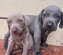 Cachorros weimaraner