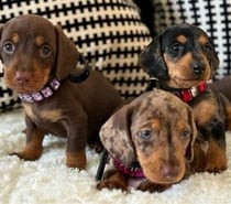 Salchichas hermosos