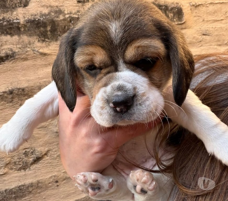 Gatos en Venta Curicó Curicó - Fotos de Beagles enanos disponible