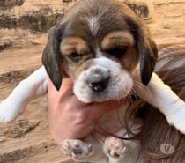 Beagles enanos disponible