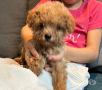 Poodle toy apricot