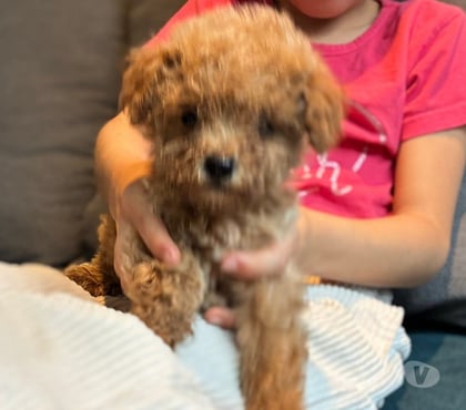 Mascotas en Venta Curicó Curicó - Fotos de Poodle toy apricot