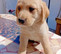 Cachorros labradores