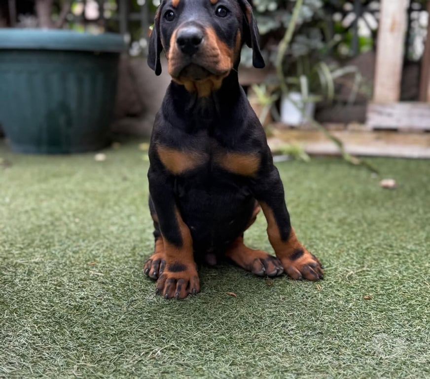 Gatos en Venta Concepción Concepción - Fotos de Doberman vacunados