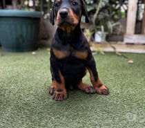Doberman vacunados