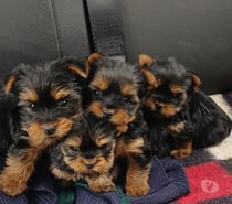 Yorkshire Terrier