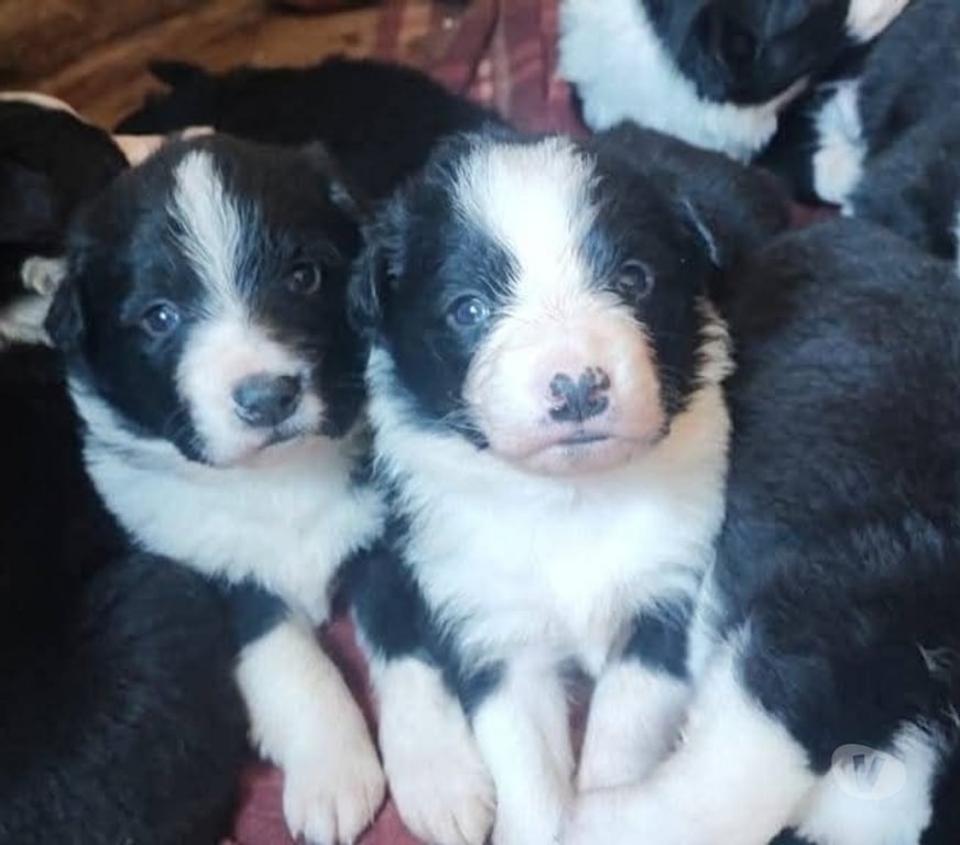 Gatos en Venta Concepción Concepción - Fotos de Cachorros border collie
