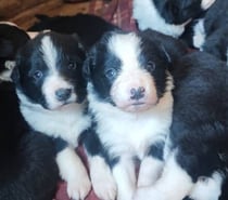 Cachorros border collie