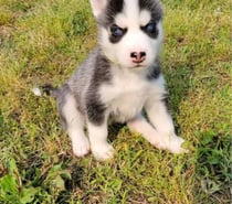 Cachorros husky siberiano
