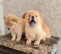 Cachorritos Chow Chow