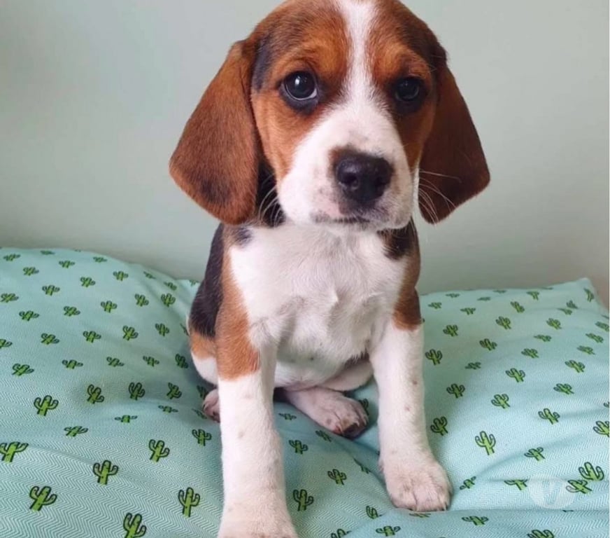 Gatos en Venta Santiago Santiago - Fotos de Beagles santiago