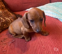 Cachorros salchicha