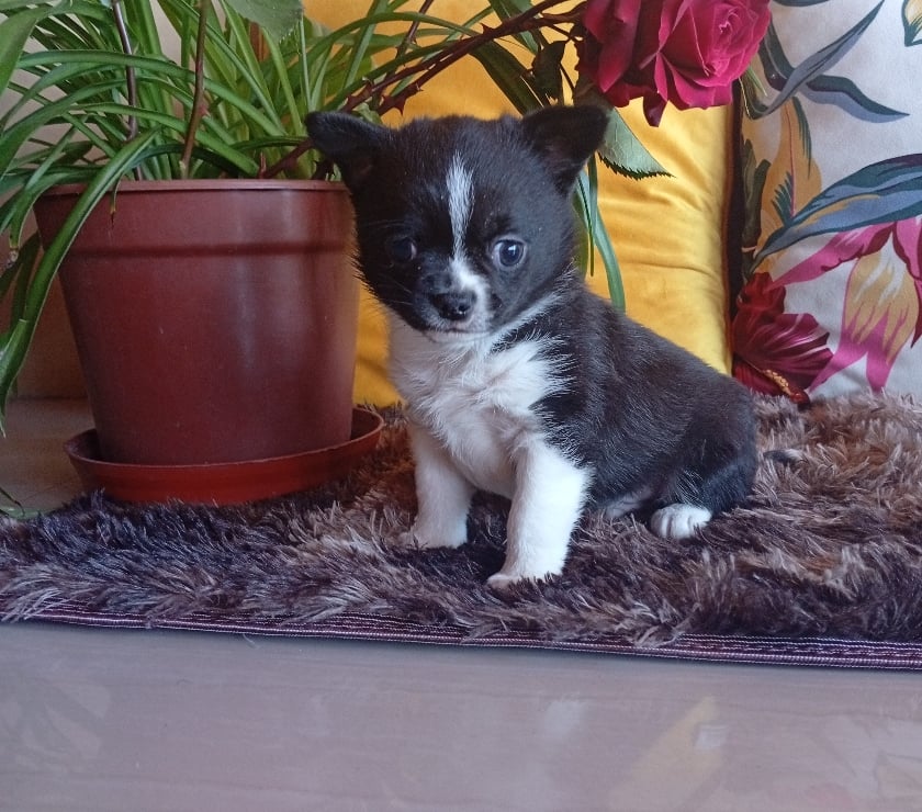 Gatos en Venta Concepción Concepción - Fotos de Macho chihuahua