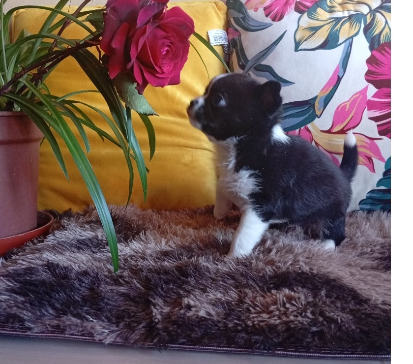 Macho chihuahua