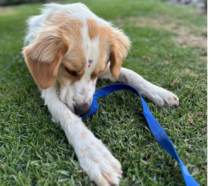 Adopción ed Animales Santiago Providencia - Fotos de Sedita linda perrita tipo Border Collie 1 año busca familia