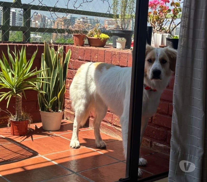 Adopción ed Animales Santiago Providencia - Fotos de Sedita linda perrita tipo Border Collie 1 año busca familia