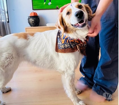 Adopción de Perros Providencia Santiago - Fotos de Sedita linda perrita tipo Border Collie 1 año busca familia